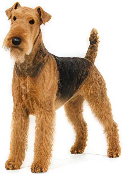 Airedale Terrier