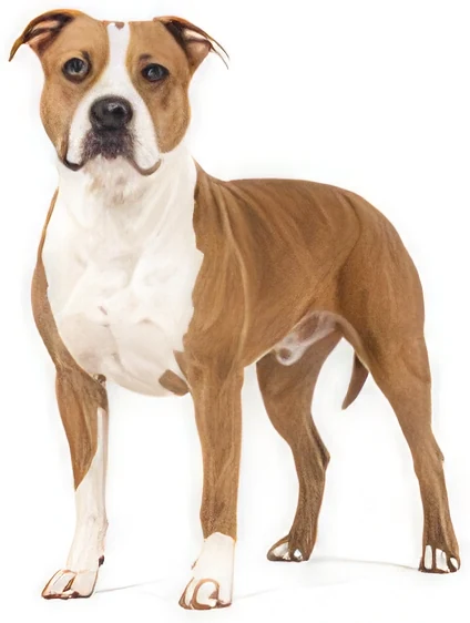 American Staffordshire Terrier