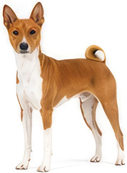 Basenji