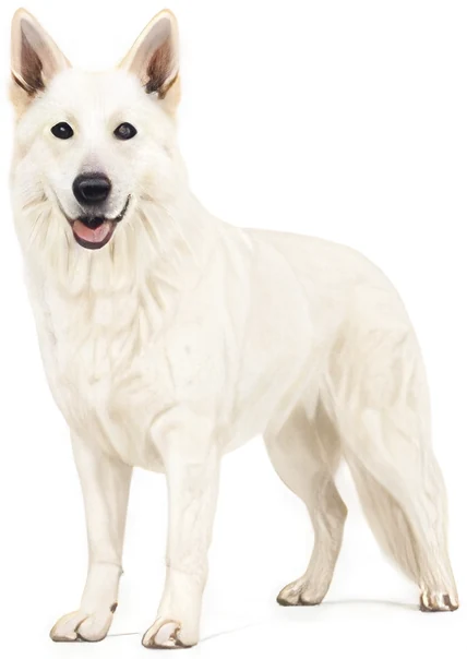 Berger Blanc Suisse