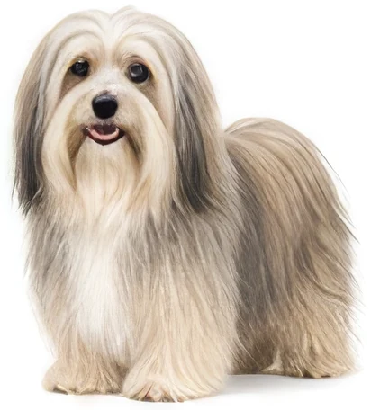 Bichon Havanais