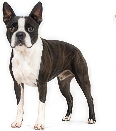 Boston Terrier