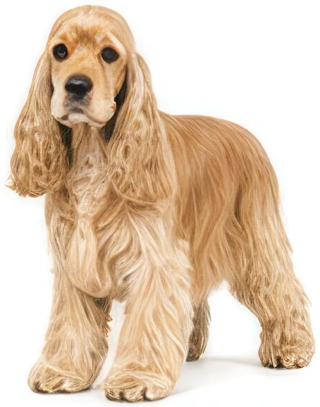 Cocker Américain