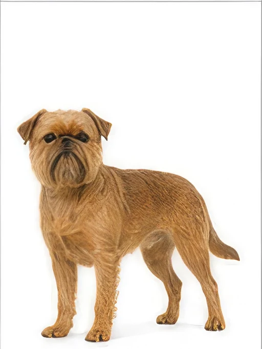 Griffon Bruxellois