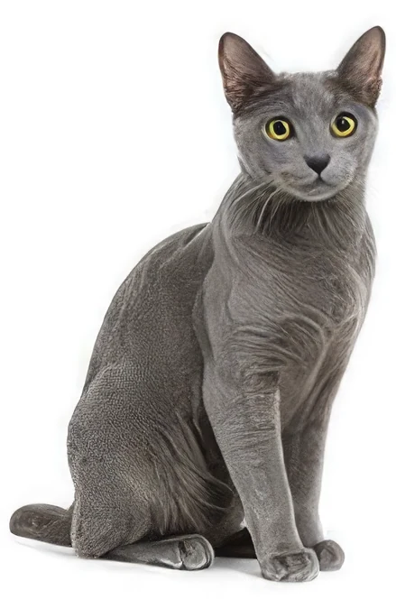 Korat