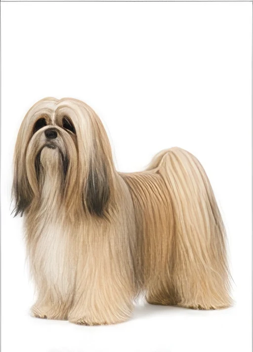 Lhassa Apso