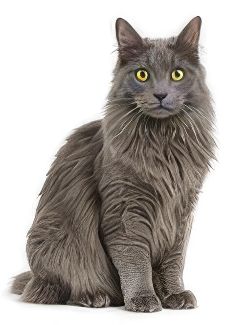 Nebelung