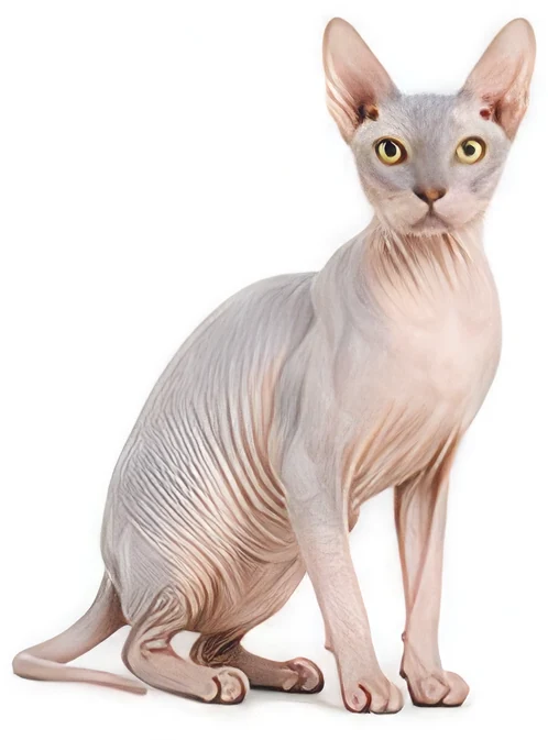 Sphynx